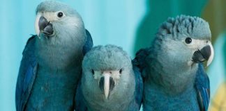 Climate Change: Researchers call for robust goal for species in Post-2020 Global Biodiversity Framework