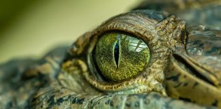 Gigantic ‘swamp king’ crocodile fossil identified in Australia (Study) Gigantic 'swamp king' crocodile fossil identified in Australia (Study)