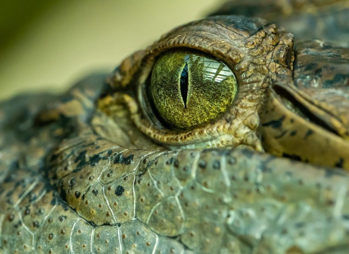 Gigantic 'swamp king' crocodile fossil identified in Australia (Study)