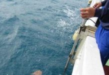 Study: Can sting rays and electric rays help us map the ocean floor? (TDnews)