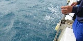 Study: Can sting rays and electric rays help us map the ocean floor? (TDnews)