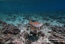 Study: Coasts drown as coral reefs collapse under warming and acidification (TDnews)