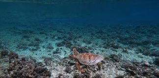 Study: Coasts drown as coral reefs collapse under warming and acidification (TDnews)