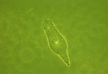 Study: Genetic exchange discovered in anciently asexual rotifers (TDnews)