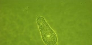 Study: Genetic exchange discovered in anciently asexual rotifers (TDnews)