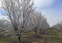 Study: Keeping California a powerhouse of almond production (TDnews)