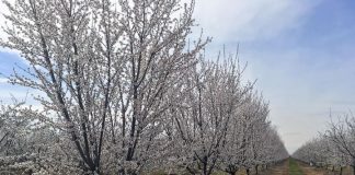 Study: Keeping California a powerhouse of almond production (TDnews)
