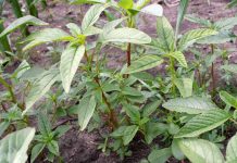 Study: Male weeds may hold key to their own demise (TDnews)