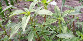 Study: Male weeds may hold key to their own demise (TDnews)