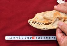 Study: Mystery of Siberian freshwater seal food choice solved (TDnews)