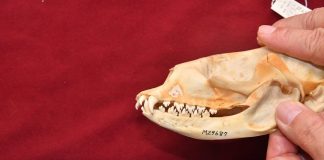 Study: Mystery of Siberian freshwater seal food choice solved (TDnews)