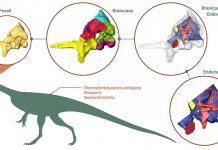 Study reveals unexpected insights into early dinosaur’s brain, eating habits and agility (TDnews)