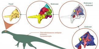 Study reveals unexpected insights into early dinosaur’s brain, eating habits and agility (TDnews)
