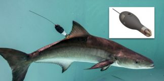 Study: Satellite tag tracks activity levels of highly migratory species across the vast ocean (TDnews)