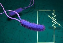 Study: Understanding bacteria’s metabolism could improve biofuel production (TDnews)