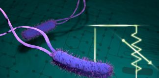 Study: Understanding bacteria’s metabolism could improve biofuel production (TDnews)