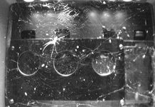 Space: Spiders in space: without gravity, light becomes key to orientation