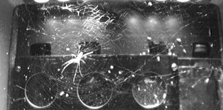 Space: Spiders in space: without gravity, light becomes key to orientation