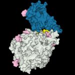 Research: 3D protein modeling suggests why Coronavirus infects some animals, but not others