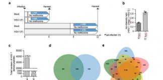Research: Development of a new method for decoding viral genes