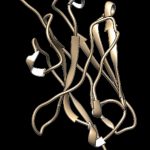 Research: NIH neuroscientists isolate promising mini antibodies against Coronavirus from a llama