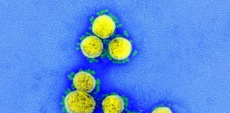 Research: New SARS-CoV-2 neutralizing antibody enters clinical phase