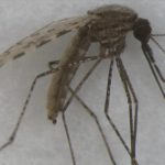 Research: Scientists use artificial intelligence to ID mosquitos