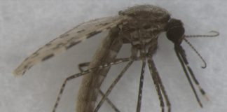 Research: Scientists use artificial intelligence to ID mosquitos