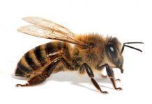 Bees Aren’t Getting Enough Sleep Thanks To Pesticides, Says New Research Bees Aren’t Getting Enough Sleep Thanks To Pesticides, Says New Research