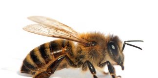 Bees Aren’t Getting Enough Sleep Thanks To Pesticides, Says New Research Bees Aren’t Getting Enough Sleep Thanks To Pesticides, Says New Research