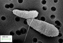 Biology: Breakthrough in understanding ‘tummy bug’ bacteria