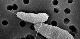 Biology: Breakthrough in understanding ‘tummy bug’ bacteria