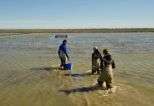 Biology: Eyes reveal life history of fish
