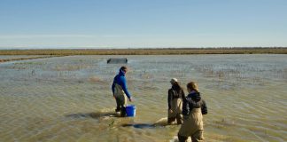 Biology: Eyes reveal life history of fish