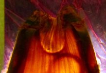 Biology: Future too warm for baby sharks