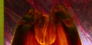 Biology: Future too warm for baby sharks