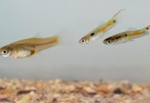 Biology: Guppies have varying levels of self-control