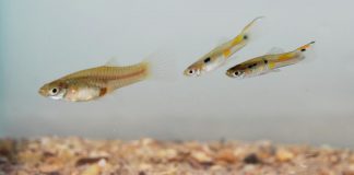 Biology: Guppies have varying levels of self-control