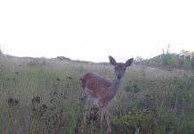 Biology: How is human behavior impacting wildlife movement?