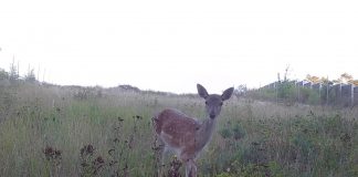 Biology: How is human behavior impacting wildlife movement?