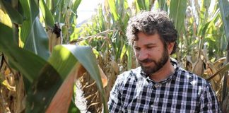 Biology: New research compiles four years of corn loss data from 26 states and Ontario, Canada