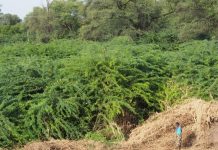 Biology: Prosopis juliflora acutely reduces water resources in Ethiopia, costing rural livelihoods