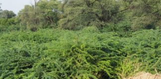 Biology: Prosopis juliflora acutely reduces water resources in Ethiopia, costing rural livelihoods