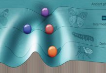 Biology: Simulating evolution to understand a hidden switch