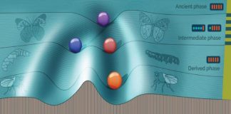 Biology: Simulating evolution to understand a hidden switch