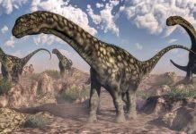 Dinosaur fossil found in Argentina may be largest land animal ever Dinosaur fossil found in Argentina may be largest land animal ever