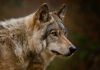 Dire wolves genes show they weren’t really wolves, says new research Dire wolves genes show they weren’t really wolves, says new research