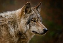 Dire wolves genes show they weren’t really wolves, says new research Dire wolves genes show they weren’t really wolves, says new research