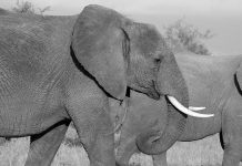 Elephant Ivory Continues To Be Disguised And Sold On EBay (Study) Elephant Ivory Continues To Be Disguised And Sold On EBay (Study)