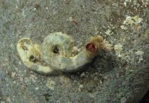 Giant worm’s lair discovered underground in Taiwan, Researchers Say Giant worm’s lair discovered underground in Taiwan, Researchers Say